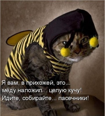 Кот-пчеловод Sustav'а.jpg