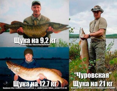 598x462.jpg