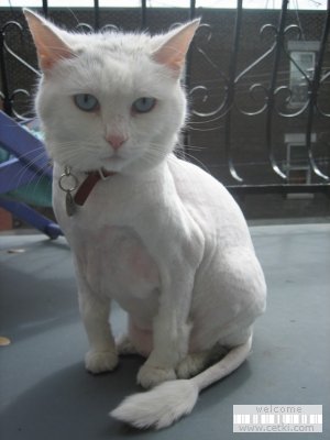 _brit_cat_4.jpg