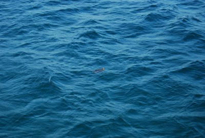 DSC_1009.JPG