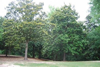 DSC_1325.JPG