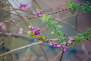 DSC_8774.jpg