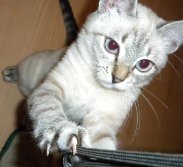 кошак.jpg