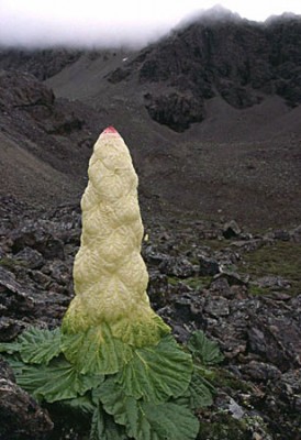 Rheum_nobile_(photo_Bill_Baker).jpg