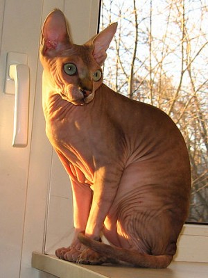 коша2.jpg