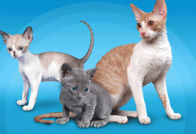 корниш.gif